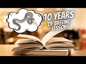 I've Been Breeding Ball Python for 10 Years, Here's What I've Learned