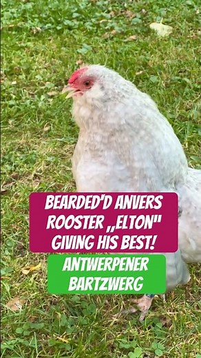 Tiny rooster crowing - Barred Bearded d‘Anvers - Antwerpener Bartzwerg #hühner #chickens #bantams
