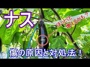 傷がつくのは理由がある！【 ナス 】対処しないと傷ナスが増える可能性も！