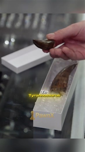 Rare Dinosaur Teeth — What Are They Really Worth? I Pawn Stars