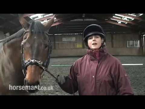 How to lunge a horse with side reins