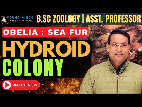 Hydroid Colony of Obelia | B.Sc Zoology