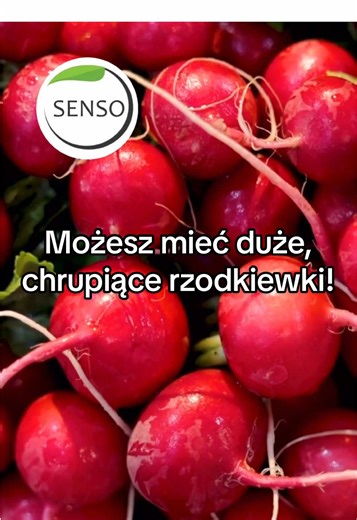 Rzodkiewkę możesz siać obok: ✔️ fasoli ✔️ grochu ✔️ marchwi ✔️ pasternaku ✔️ pietruszki ✔️ pora ✔️ rzepy ✔️ sałaty ✔️ szpinaku ❌ Nie uprawiaj jej po warzywach kapustnych. 🌱 Nadaje się też do skrzynek balkonowych! Skrzynka 60 × 15 cm - zrób jeden rządek wzdłuż skrzynki, a nasiona wysiewaj co 4 cm. 🐛 Szkodniki: pchełka, śmietka, ślimaki. Możesz zabezpieczyć uprawę, przykrywając ją białą agrowłókniną. 👉Jeśli gleba jest za kwaśna, daj wapno jesienią rok wcześniej. ❗️Mało słońca, albo uprawa w dom