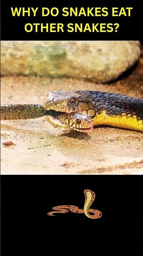 Why Do Snakes Eat Other Snakes? #snake #shorts