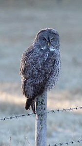 Great Grey shaking everything back into place after preening. #greatgreyowl . . . . . . #Strixnebulosa #greatgrayowl #bbcearth #ourplanetdaily #riyets #ethicsbeforeimages #ethicalowlphoto #birdsonearth #bestbirdshots #rebels_nature #naturelovers #sonyalpha #naturephotography #wildlifeofcanada #sharecangeo #audobon #kings_birds #nuts_about_birds #animalkingdom #best_birds_of_ig #animalelite #birdofprey #your_best_birds #canenvironment #featured_wildlife #kenandersonphotography | Ken Anderson Phot