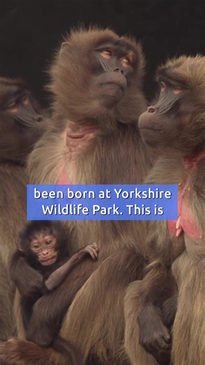Adorable baby gelada monkey born at Yorkshire Wildlife Park 🥰 | Yorkshire Live