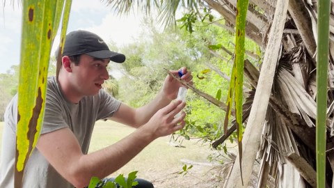 Why close contact with a flattie spider can turn risky