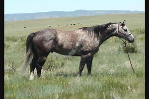10K views · 38 reactions | #38 Hawkeye has been workin for a livin, tagging and branding, calving, sorting and loading. We got him real good started in the heading, and he is safe and quiet for all. 54 guaranteed horses like him sell at fullhousehorsesale.com June 17 in Newcastle Wy | Full House Horse Sale | Facebook