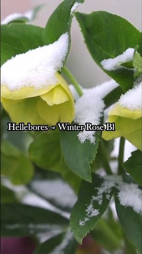 Frost Safe Flowers for Your Winter Garden