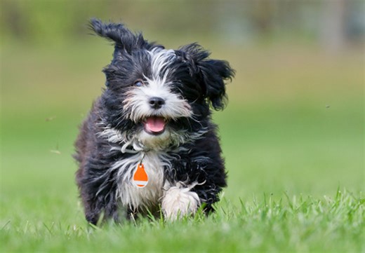 Havanese Puppies For Sale In Orlando, FL