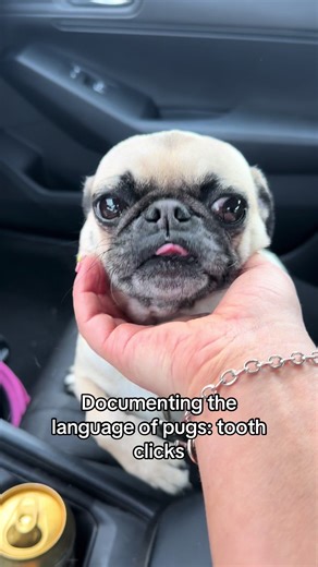 Understanding Pug Excitement: The Language of Tooth Clicks