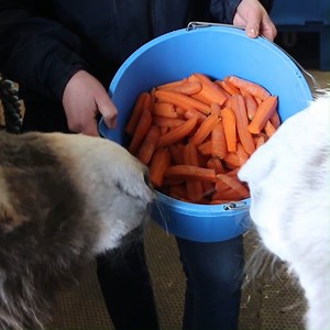 It's no secret that donkeys love a tasty treat, but it's important to know which foods are suitable and what should be avoided. 🥕 Brush up on your knowledge with our tasty tempters guide ➡️ bray.news/fb-tasty-tempters | The Donkey Sanctuary