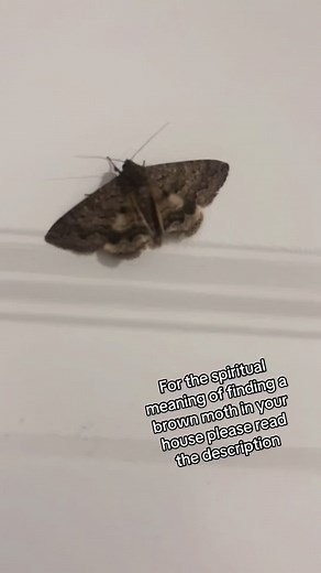 Spiritual Significance of a Brown Moth Encounter