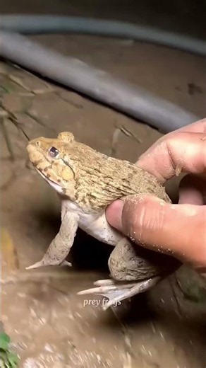 Funny frogs Catching |Wep wep catching frogsfunny |boing catch frogs make you laugh #shortsfeed