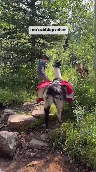 Hiking with llamas in Vail a unique mountain experience