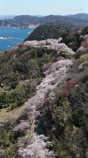 #日本海 を見下ろすように、山をかける「#桜 の龍」 #豊岡市 #但馬漁火ライン #さくら #サクラ #sakura ★本編動画は▶をクリック