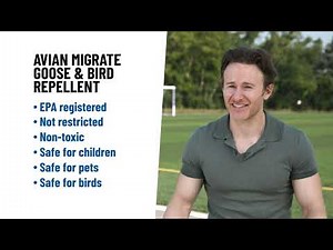 Avian Migrate: Non-Toxic Goose & Bird Repellent