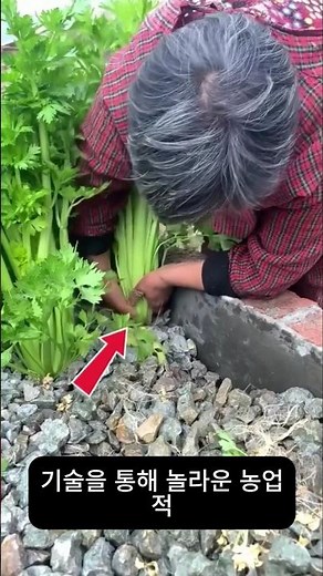 한국식 바위 재배 채소 재배 방법.