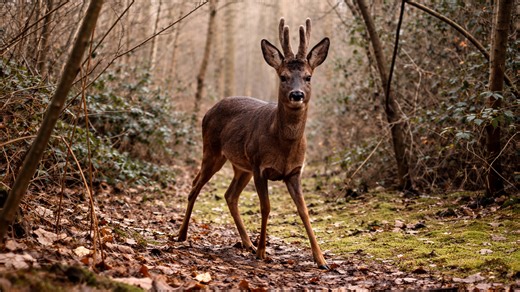 Our forest camera trap caught something we didn’t expect