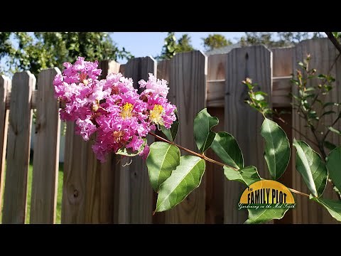 Q&A – What is the best time of year to transplant a crape myrtle?