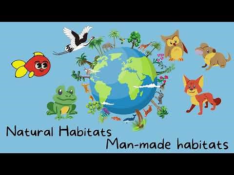 Where do plants and Animals live - Habitats - Year 1 Science -Flipped learning