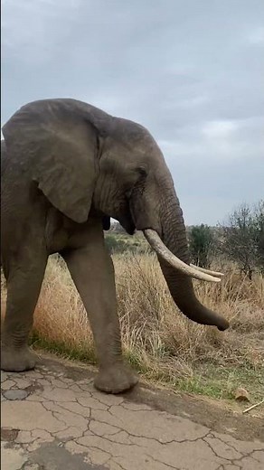 🐘 Elephant on the Move: A Majestic Journey Through the Wild in 4K!