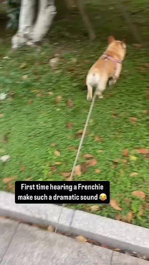 This little Frenchie having its first check-up 😂 | French Bulldog World