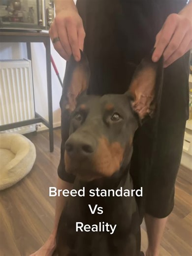Doberman Natural Ears: Breed Standard vs Reality