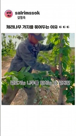 Cherry Tree Branch Training Methods: Growing Cherries with Farming Techniques and How to Increase...
