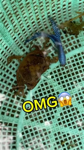 Catching wild alien betta fish.🐠 #bettafishtank #wildbetta