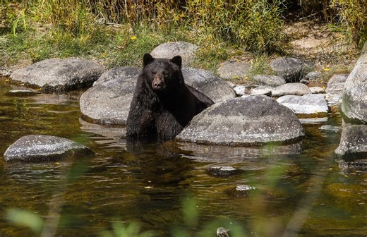 Colorado raises prices for out-of-state hunters of bears and mountain lions for the second consecutive year