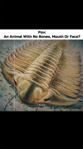 The First Animal Ever Exist on Earth 💀🗿 #Shorts #Science #Animals #Biology #Earth