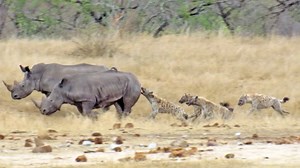 995K views · 7.9K reactions | Hyenas Gang Up Against Hurt Rhino!  #WildLife | Ruby Life | Facebook