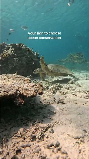 Reviving Reefs: The Power of Coral Restoration 🪸 #OceanConservation #WomenInSTEM