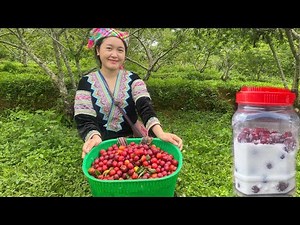 Picking Plums Out of Season: Discover a Homemade Plum Syrup Recipe Everyone Will Love