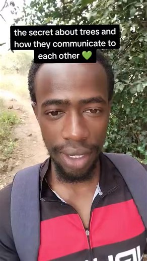 12K views · 456 reactions | How trees communicate with each other | Awaken Wisdom | Facebook