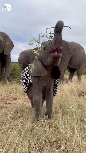 Bush adventures with baby Phabeni and his gigantic branch! With allomother Kumbura close behind, big sister Klaserie to the side and momma Setombe watching from the back 🐘 We knew Phabeni had a quirky personality, but since joining the herd on daily walks in the bush his bubbly personality is shining through! He loves exploring the reserve with the herd and the carers, and although he plays with his food, he is also discovering new tastes, smells and things to do. He loves spending time with bi