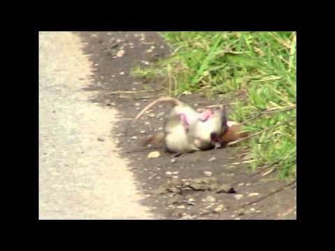 Weasel Mustela nivalis killing Brown Rat