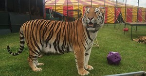 Circus boss claims captive lions are better off than in wild