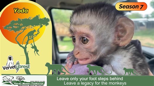 12K views · 234 reactions | Yoda, a little orphan monkey rescued from...