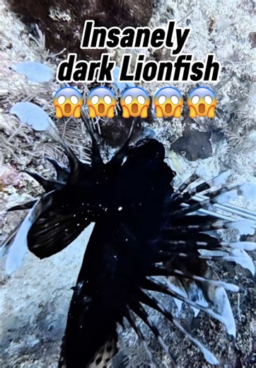 I’ve never seen such a dark Lionfish! They can change color depending on their environment, but this is a special case! I think that there’s probably a different explanation. Maybe this is a melanistic Lionfish? Wow that’s crazy! #BlackLionfish #Chromatophores #SlayEatRepeat #LionfishHunting #InvasiveSpecies@Alex Borsutzky @Nathaniel Sorensen @ZooKeeper