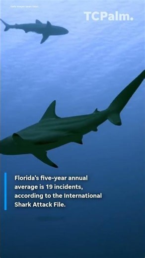 Florida remains America's shark bite capital. How other states compare