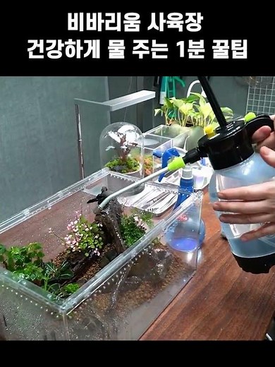 The most common watering mistakes vivarium beginners make 🚨 #vivarium #terrarium #frog #gecko