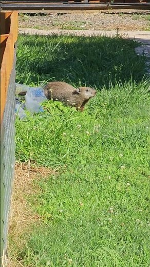 Groundhog Running Away