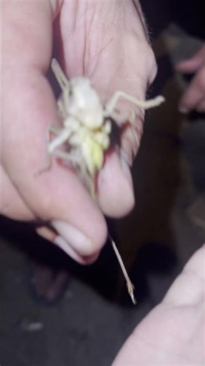 Feeding a Locust a Live Mosquito 🦟😱