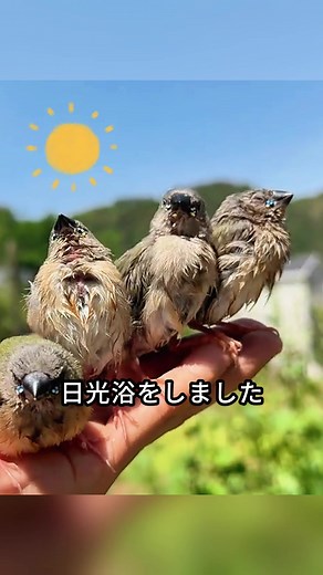 この男は奇妙な小鳥を飼っていた #ディスカバーキャンペーン #レスキュー #動物大好き #動物 #カメ #ウミガメ #動物コレクション #動物愛好家 #ペット