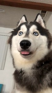 260K views · 20K reactions | This is Aki. He just realized how to unify Einstein's general relativity theory with quantum mechanics to solve the black hole information paradox, but then remembered he's supposed to be a dog. 13/10 (TT: katelyvxxn) | We Rate Dogs | Facebook