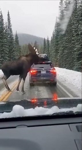 Angry Moose Attacks a Car on the Road 😳🦌 (Dashcam) #Dashcam #Wildlife #Scary #CaughtOnCamera