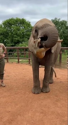 Elephant Lifts Monkey with Its Trunk! 🐘🐒😂