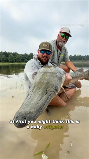 This Ancient Fish Still Exist Today